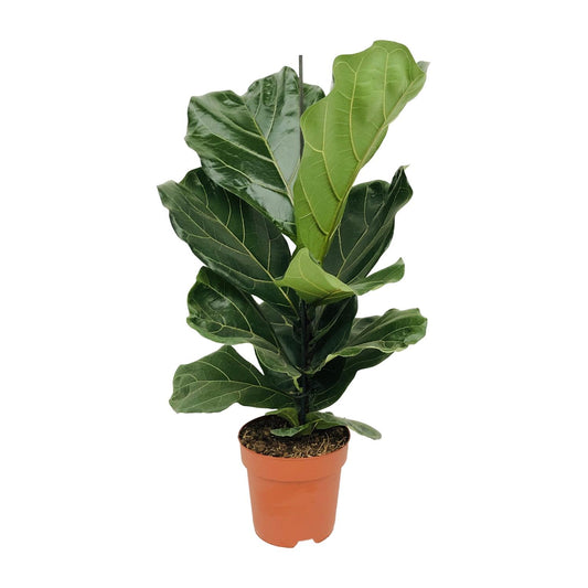 Ficus Lyrata (Geigenfeige) Ø17cm – bis 75cm hoch
