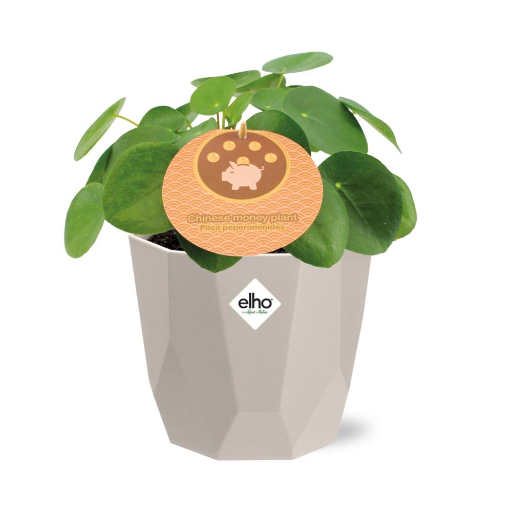 Pilea Peperomioides 12cm im ELHO b.for rock 14 cm warm grey
