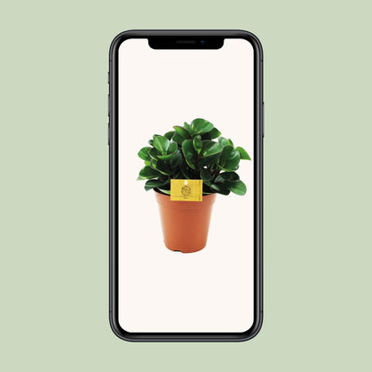 Peperomia Burning Bush – Pflegeleichte Zimmerpflanze Ø15cm