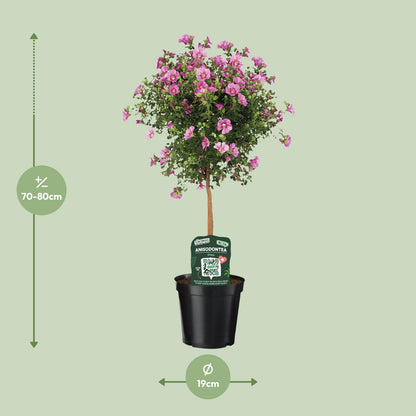 Anisodontea Elegans – Kapmalve im 19 cm Topf
