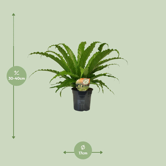 Asplenium Osaka – Pflegeleichter Farn Ø17cm, 40cm hoch