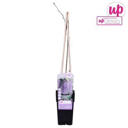 Wisteria floribunda 'Naga Noda' – Purpurner Regen – Ø15cm Topf