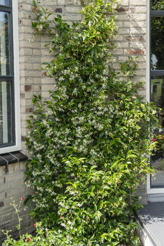 Toskanischer Jasmin 'Star of Venice' – Duftende Kletterpflanze Ø15cm