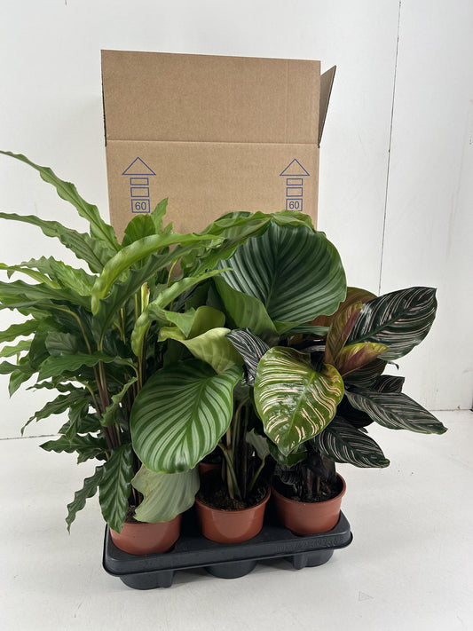 Calathea Mix – Tropische pflegeleichte Zimmerpflanze 14 cm