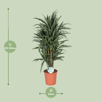 Dracaena Deremensis Warneckei – Pflegeleichter Drachenbaum Ø24cm