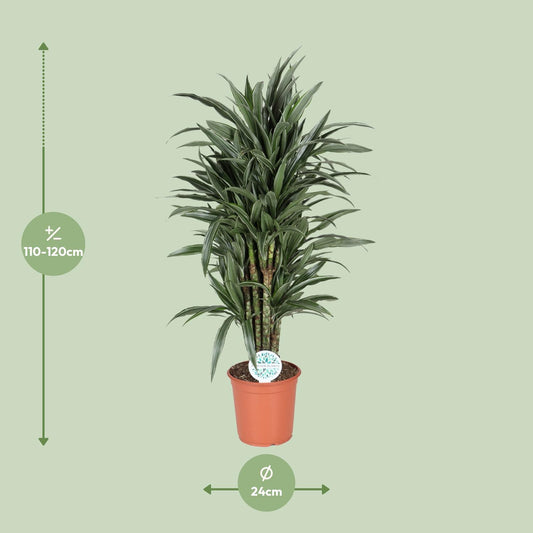 Dracaena Deremensis Warneckei – Pflegeleichter Drachenbaum Ø24cm