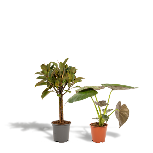 Ficus Elastica Melany & Alocasia Wentii – Tropisches Zimmerpflanzen-Set