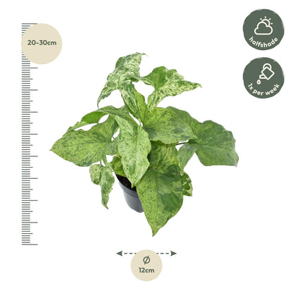 Syngonium Mottled – Pflegeleichte, marmorierte Zimmerpflanze 25 cm