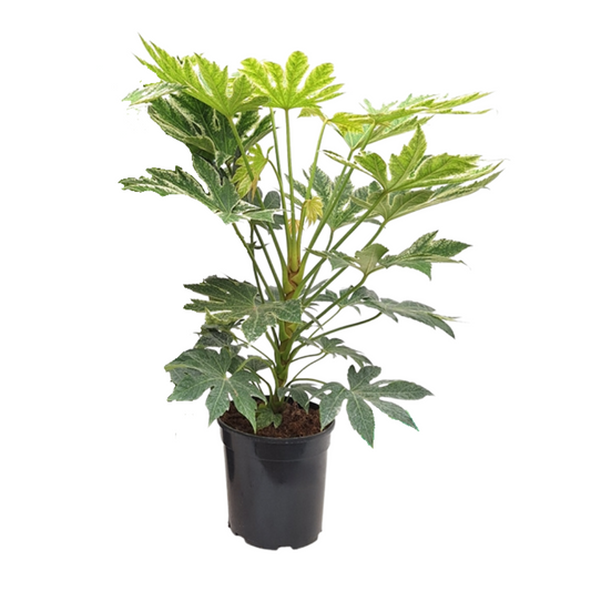 Fatsia Japonica – Robuste und pflegeleichte Zimmerpflanze