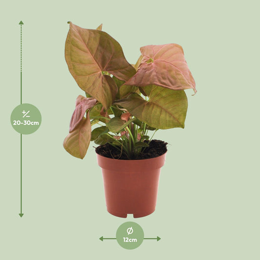 Syngonium Neon – Pflegeleichte Pfeilspitzenpflanze Ø12 cm