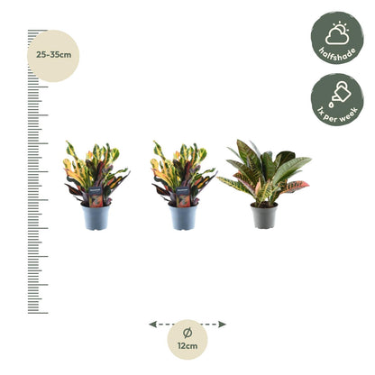 3x Croton Codiaeum Mix – 30 cm, Ø 12 cm – Bunte Zimmerpflanze