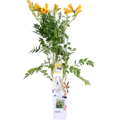 Trompetenblume 'Summer Jazz Gold' – pflegeleichte Kletterpflanze