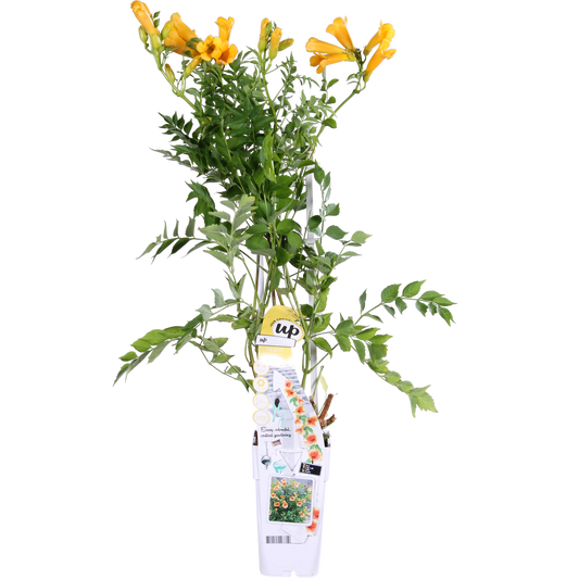 Trompetenblume 'Summer Jazz Gold' – pflegeleichte Kletterpflanze