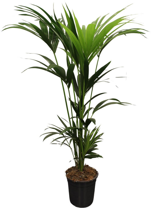 Kentia Palme 120-140 cm – Pflegeleichte Zimmerpflanze
