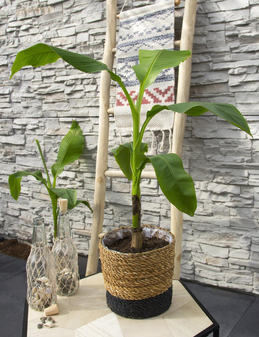 Musa Basjoo – Winterharter Bananenbaum Ø15cm Topf