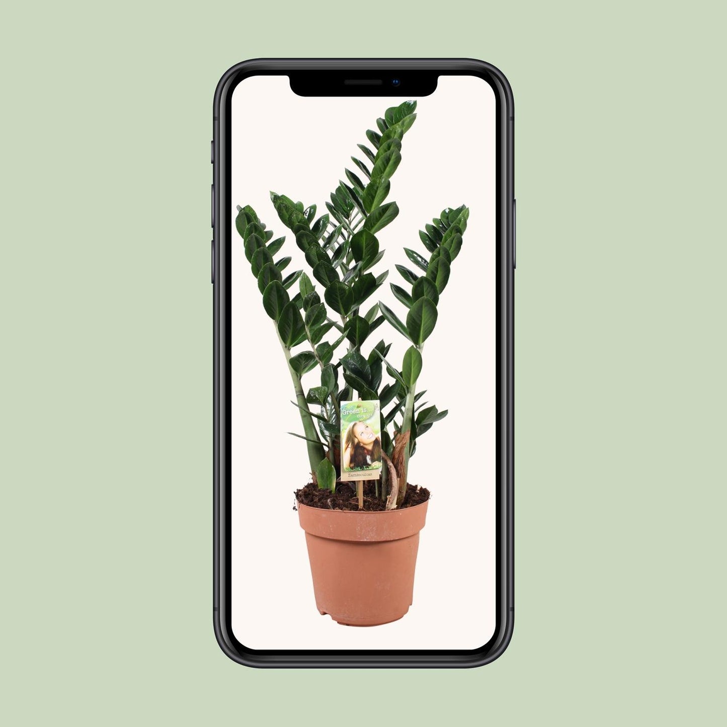 Zamioculcas zamiifolia – pflegeleichte Glücksfeder Ø21cm, 80cm hoch