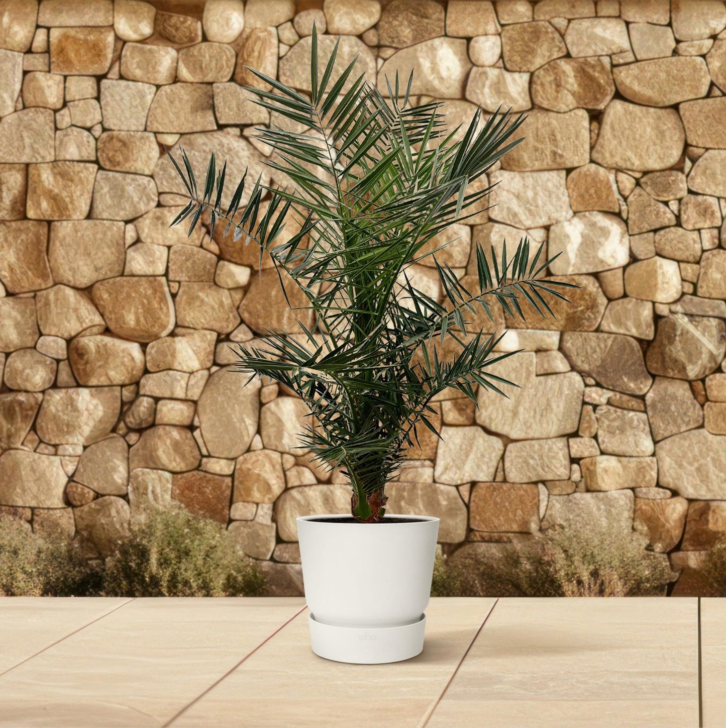 Phoenix Canariensis – Kanarische Dattelpalme 120 cm