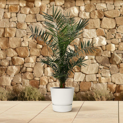 Phoenix Canariensis – Kanarische Dattelpalme 120 cm