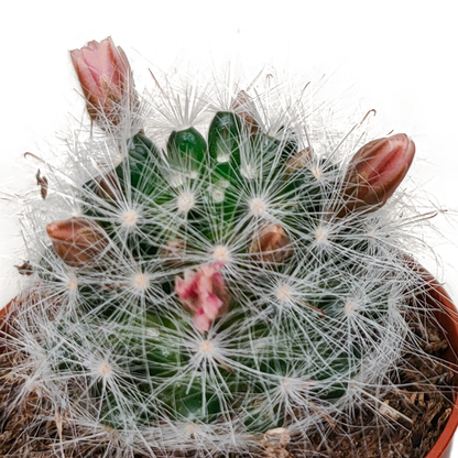 Kakteenmischung 5,5 cm - zonder pot bloeiend - 5x
