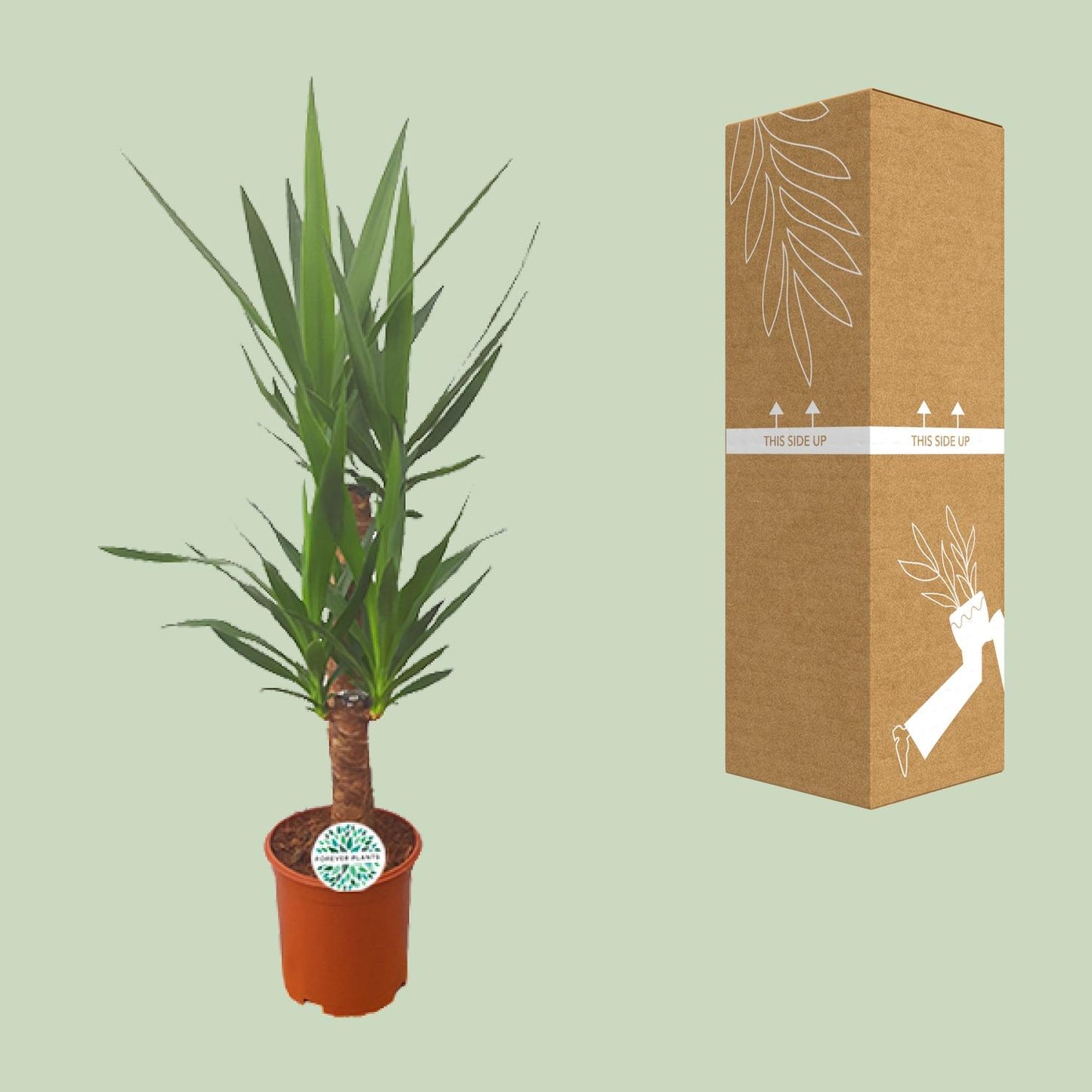 Yucca – Pflegeleichte Zimmer- und Gartenpflanze Ø21cm