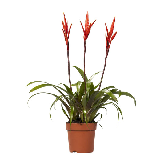 Vriesea Elan Toef – Tropische Zimmerpflanze Ø12cm, 55cm hoch