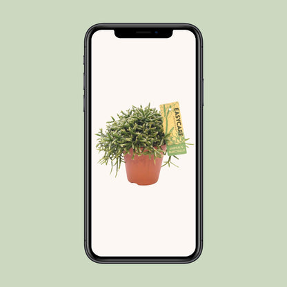 Rhipsalis Burchellii – Pflegeleichter Mistelkaktus Ø12 cm