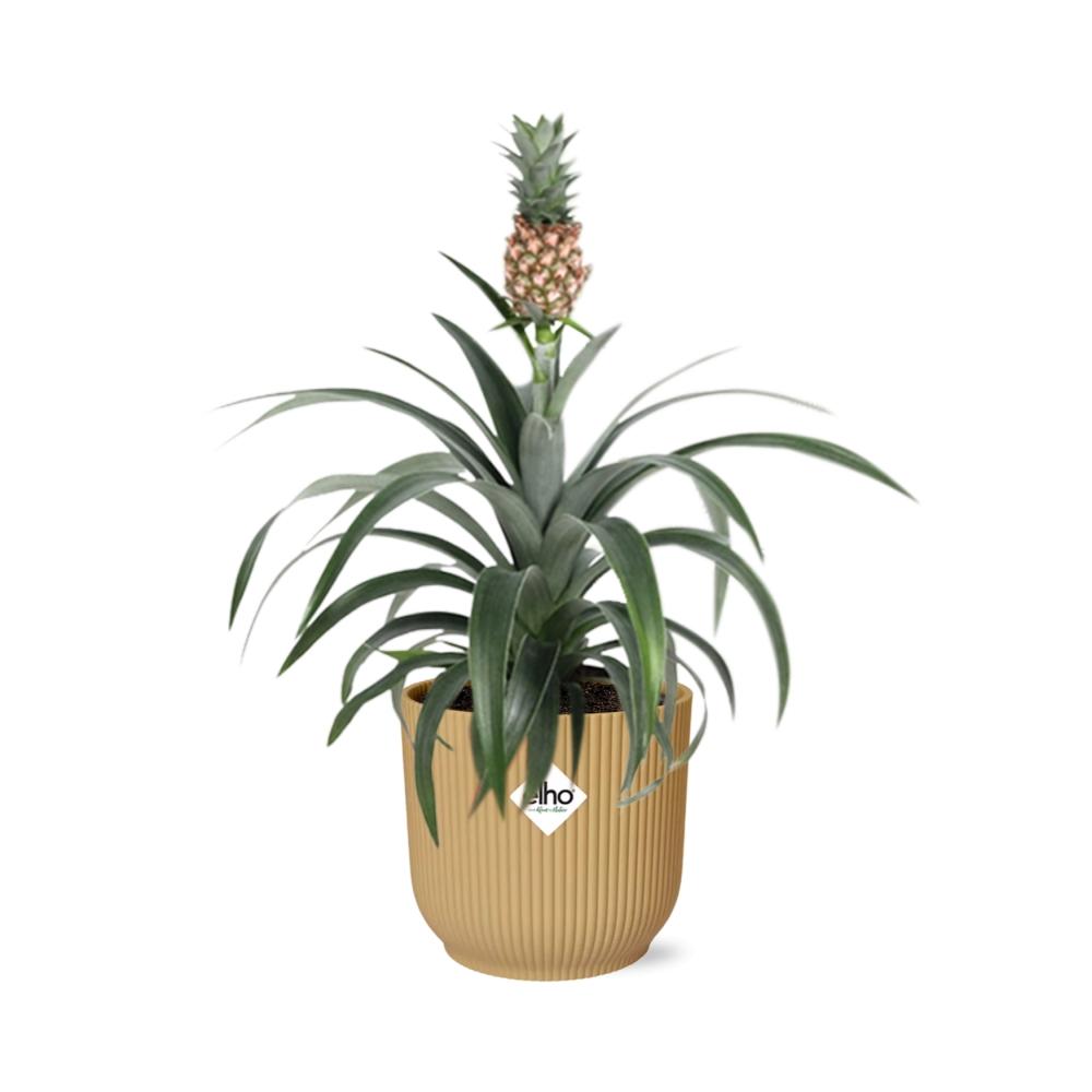 Ananas Mi Amigo in ELHO Vibes Fold 14cm Gelb – Tropische Zimmerpflanze