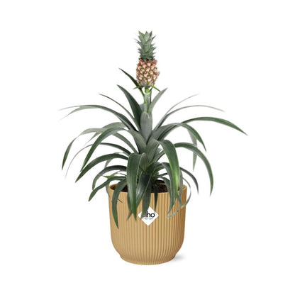 Ananas Mi Amigo in ELHO Vibes Fold 14cm Gelb – Tropische Zimmerpflanze