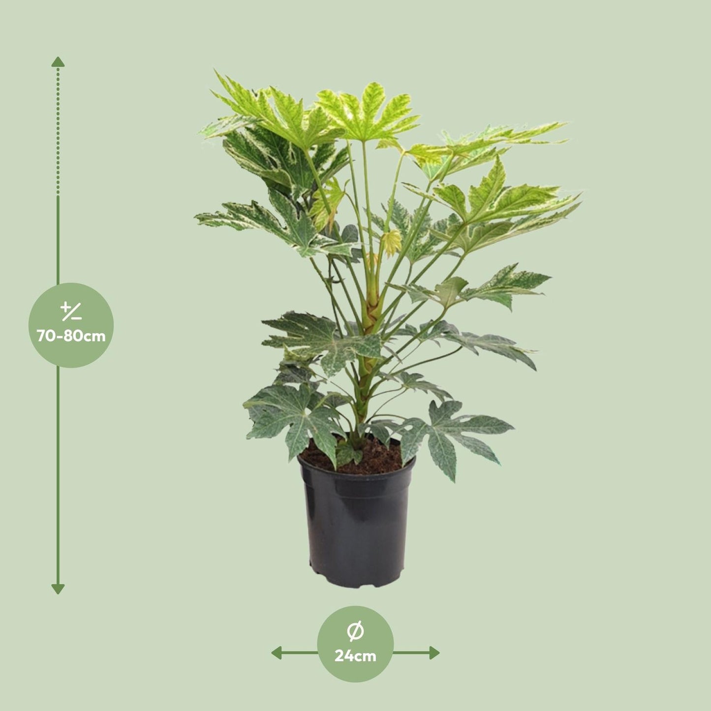 Fatsia Japonica – Robuste und pflegeleichte Zimmerpflanze