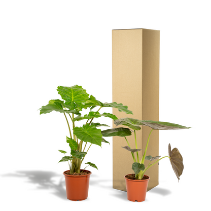 Alocasia Wentii & Portodora – Tropisches Zimmerpflanzen-Set Ø19-21cm