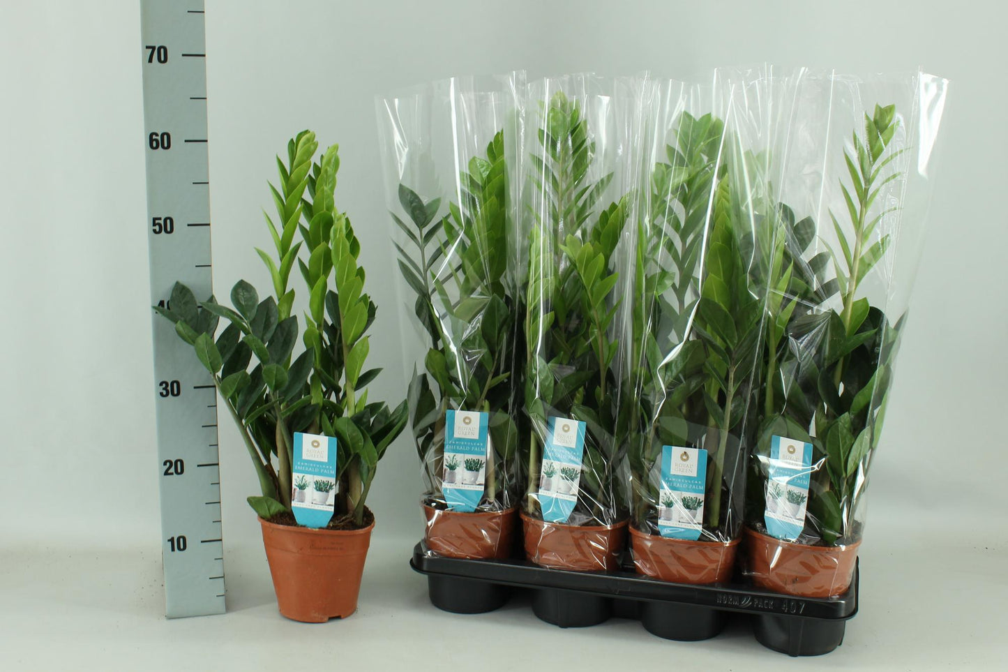 Zamioculcas - Pflegeleichte Zimmerpflanze Ø14cm