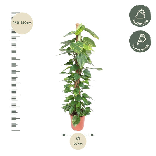 Epipremnum Aureum Mosstok – Pflegeleichte Kletterpflanze 150 cm