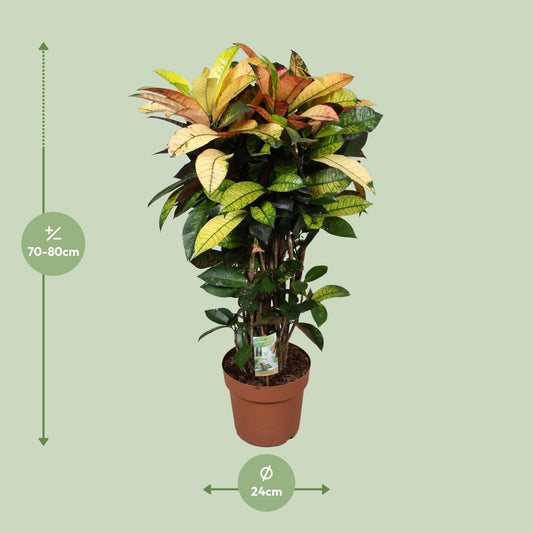 Kroton 'Mrs. Iceton' – Farbenfrohe, pflegeleichte Zimmerpflanze Ø24cm