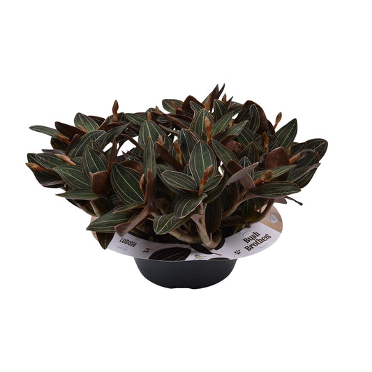 Ludisia discolor – Schwarze Juwelorchidee Ø23 cm, 45 cm hoch