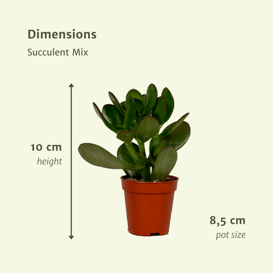 Sukkulenten Mix – 18 pflegeleichte Zimmerpflanzen Ø 8,5-9 cm