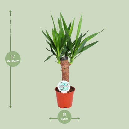 Yucca Elephantipes – Pflegeleichte Exotik Ø14cm, ca. 60cm