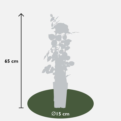 3x Kletterrose 'Crazy in Love Pink' – 65 cm, Ø 15 cm