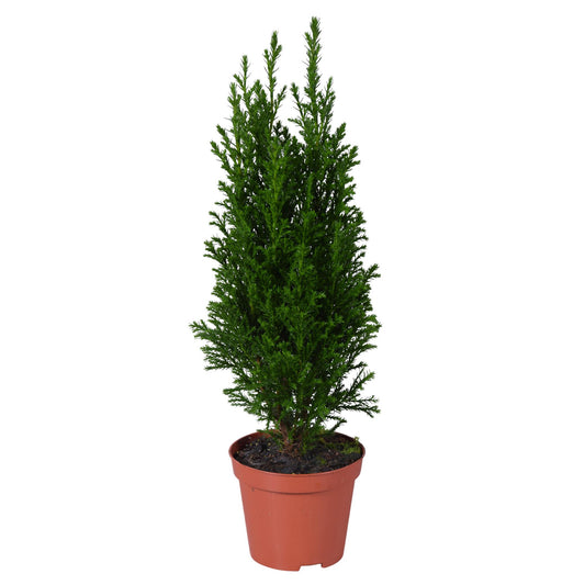Ellwoodii Groen – Pflegeleichte Zimmerpflanze Ø9cm