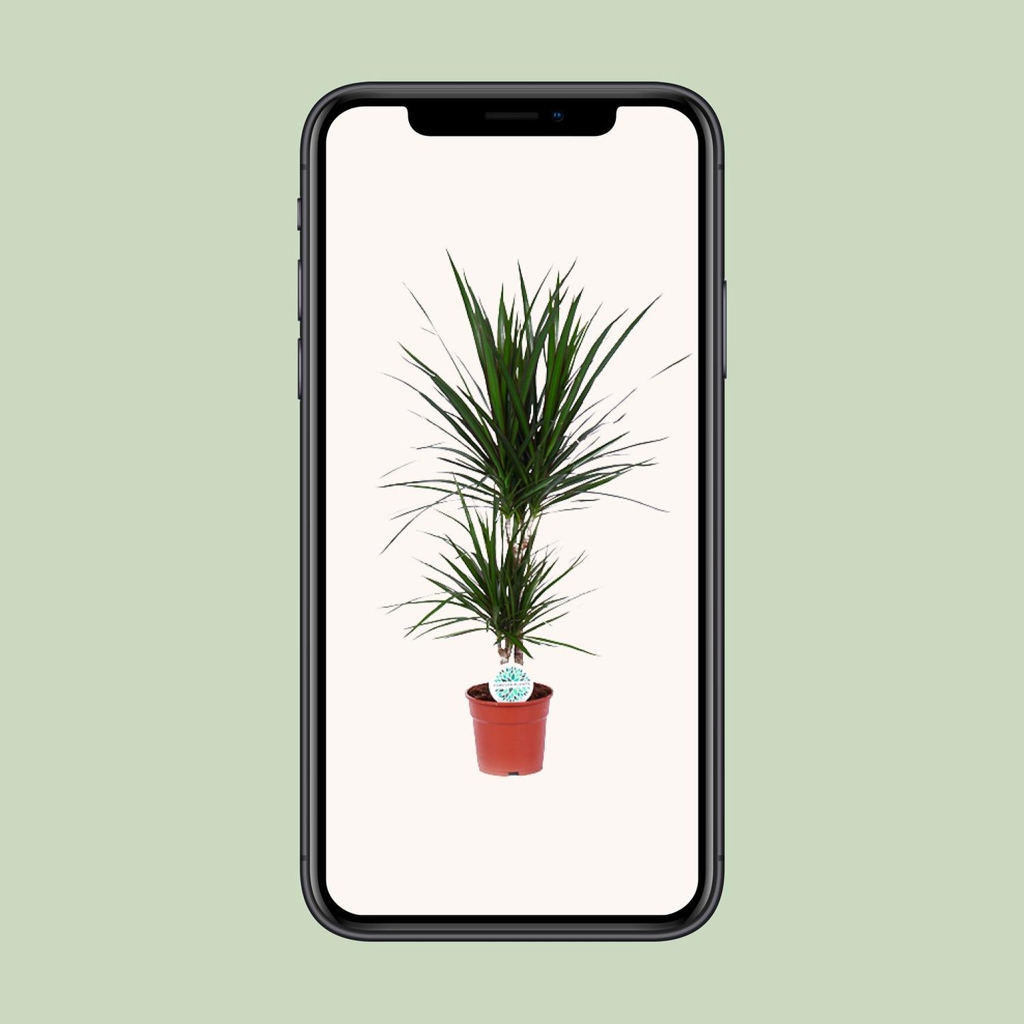 Dracaena Marginata – Pflegeleichter Drachenbaum Ø17cm, 75cm hoch