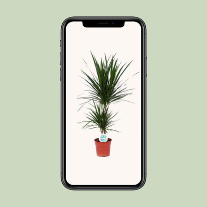 Dracaena Marginata – Pflegeleichter Drachenbaum Ø17cm, 75cm hoch