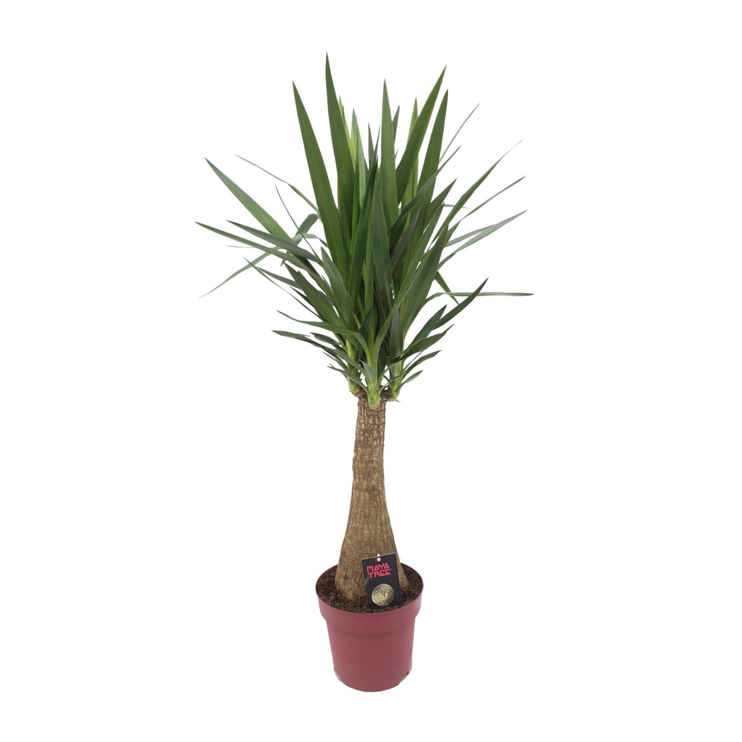 Yucca 'Maya Tree' – Pflegeleichte Zimmerpflanze Ø27cm, 110cm hoch