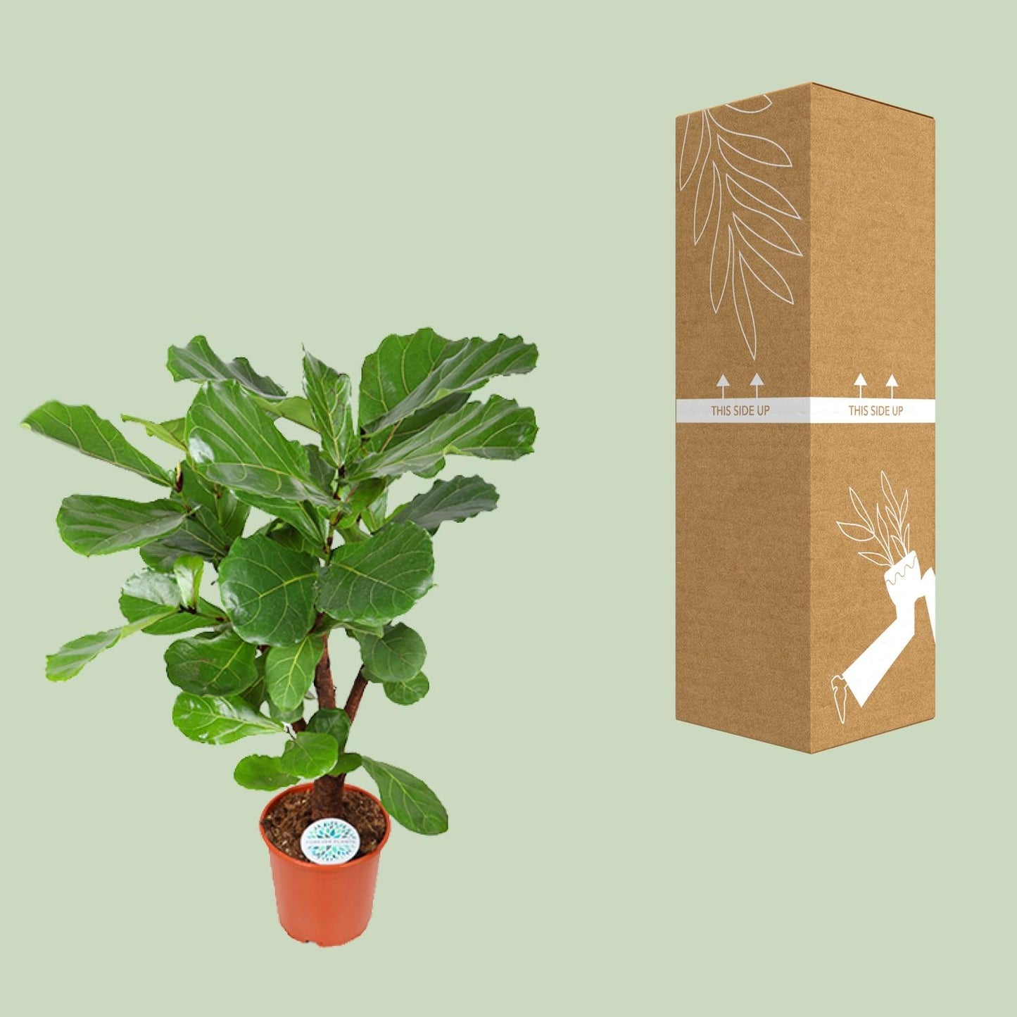 Ficus Lyrata – Große, pflegeleichte Zimmerpflanze Ø24cm