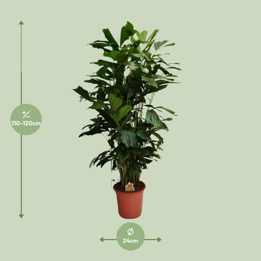 Caryota Mitis – Fishtail-Palme Ø24cm, ca. 120cm hoch