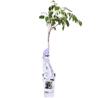 Wisteria sinensis Caroline – Purpurner Regen Kletterpflanze Ø15cm