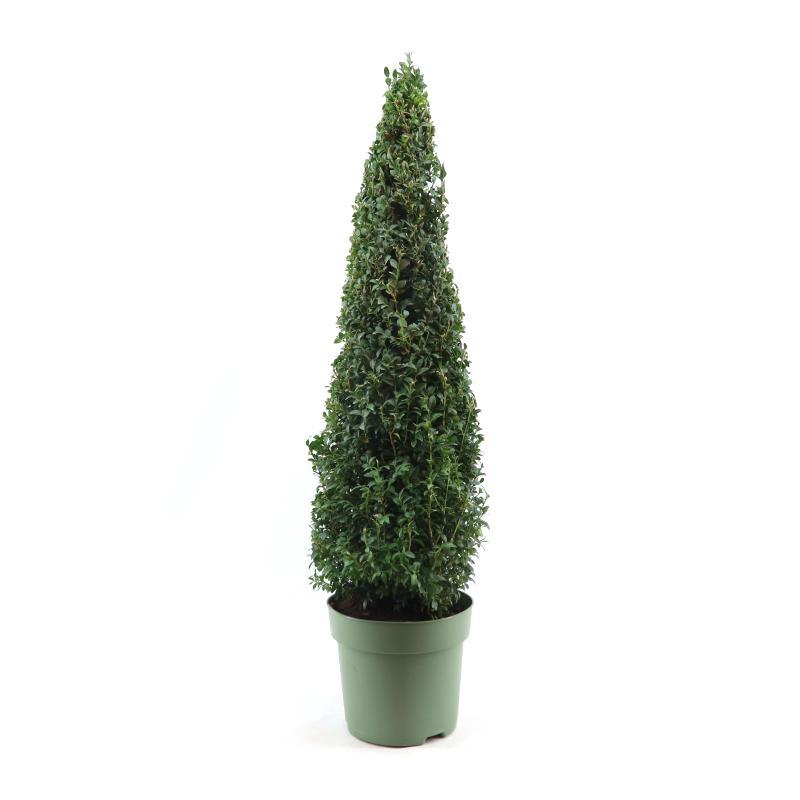 Buxus Semp. Pyramid 70 cm – Pflegeleichter Buchsbaum für Ihr Zuhause