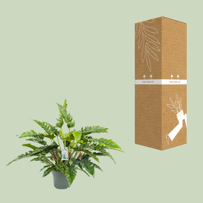 Philodendron Rambo – Pflegeleichte Tropische Zimmerpflanze 65 cm