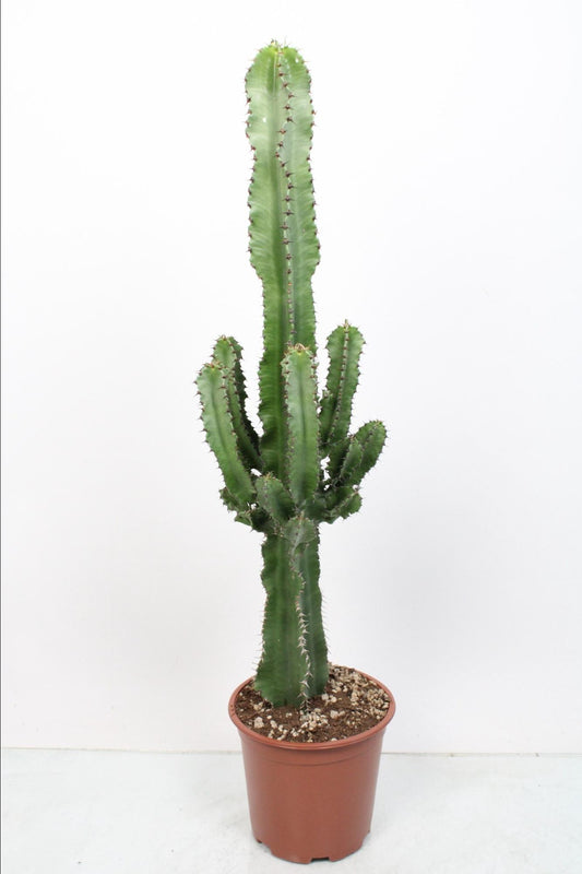 Wolfsmilch Eritrea – Pflegeleichter Sulen-Kaktus Ø19cm, 85cm hoch