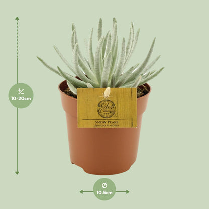 Senecio Scaposus – Bunte, pflegeleichte Zimmerpflanze Ø10,5 cm