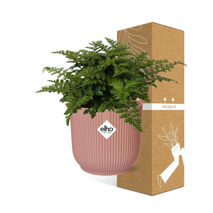 Asplenium Parvati Farn in ELHO Vibes Fold 14cm rosa