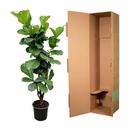 Ficus Lyrata vertakt – Geigenfeige 170 cm Ø32